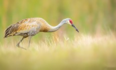 开云官方app入口-跨界传奇，当库里化身西甲德比主宰，开拓者精神如何重塑赛场法则